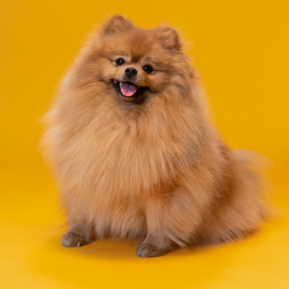 About pomeranian breed - facts and overview