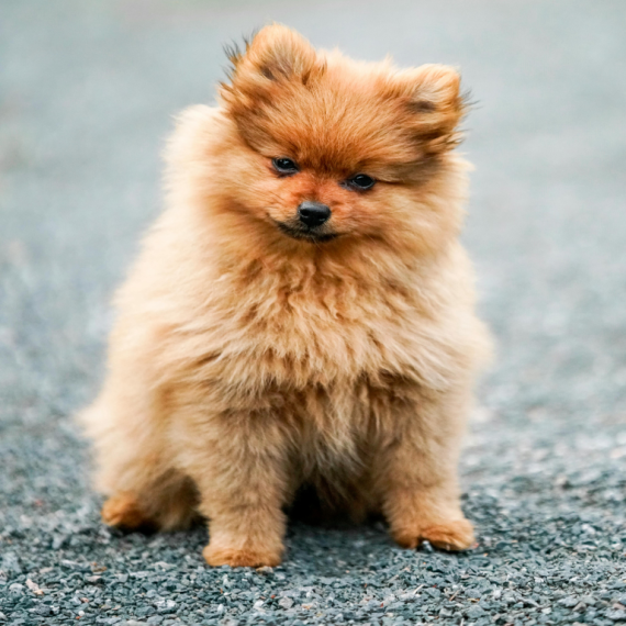 About pomeranian breed - facts and overview