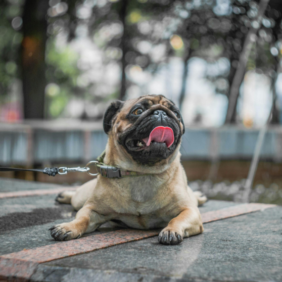 About pug breed - facts and overview