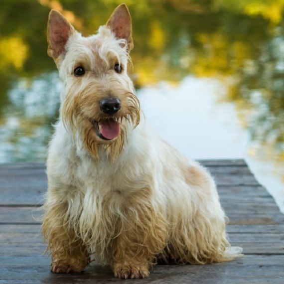 About scottish terrier breed - facts and overview
