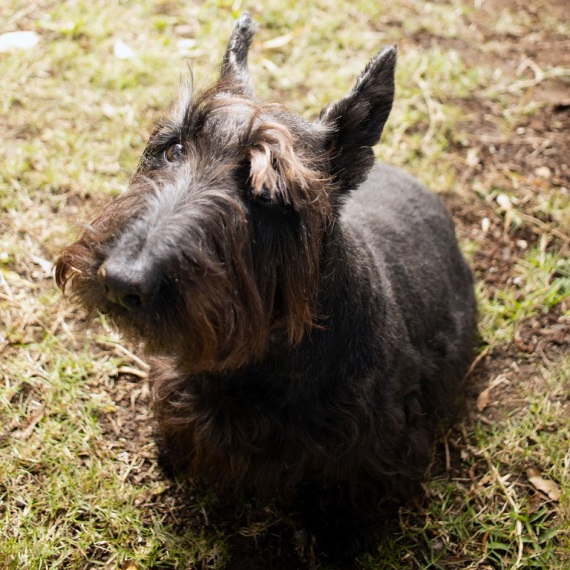 About scottish terrier breed - facts and overview