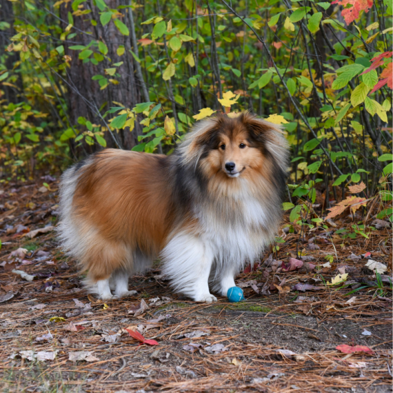 About shetland sheepdog breed - facts and overview