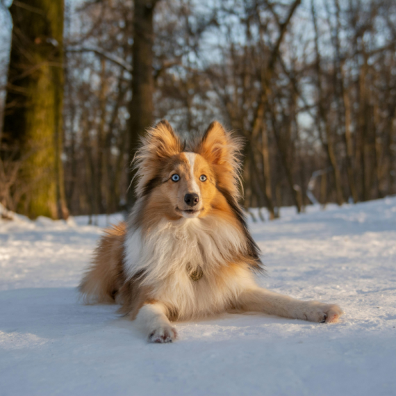 About shetland sheepdog breed - facts and overview