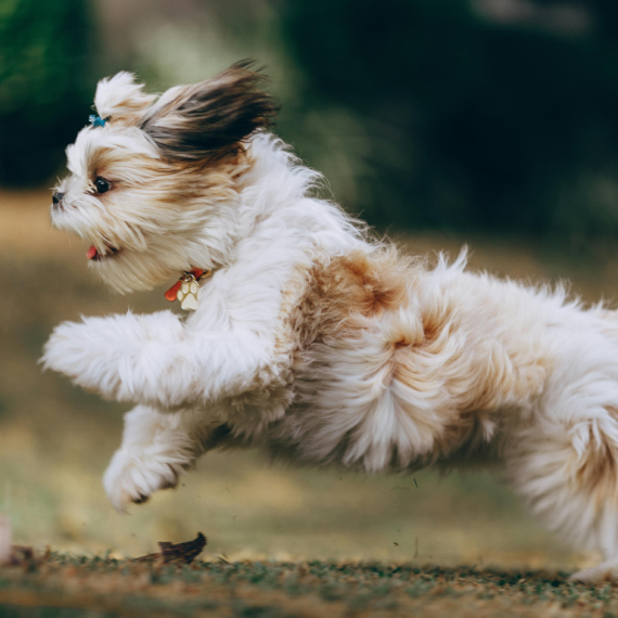 About shih tzu breed - facts and overview