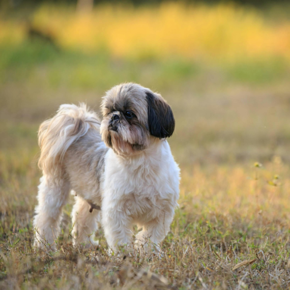 About shih tzu breed - facts and overview