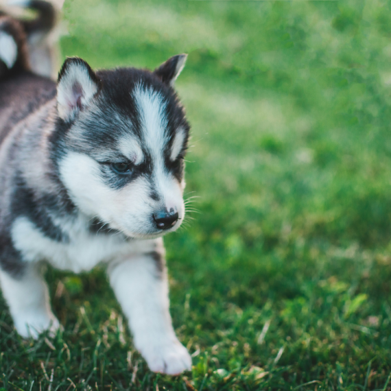 About siberian husky breed - facts and overview