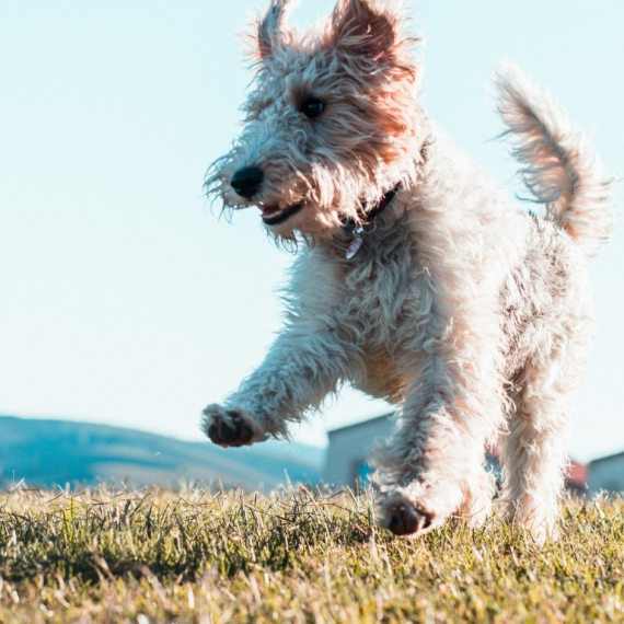 About soft coated wheaten terrier breed - facts and overview