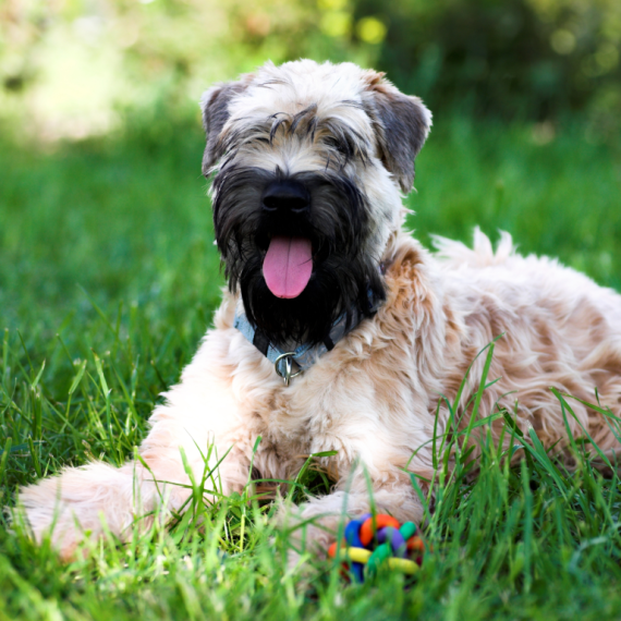 About soft coated wheaten terrier breed - facts and overview