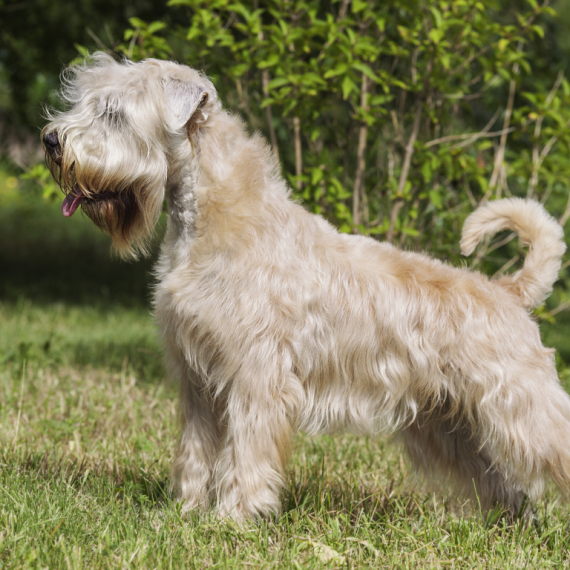 About soft coated wheaten terrier breed - facts and overview