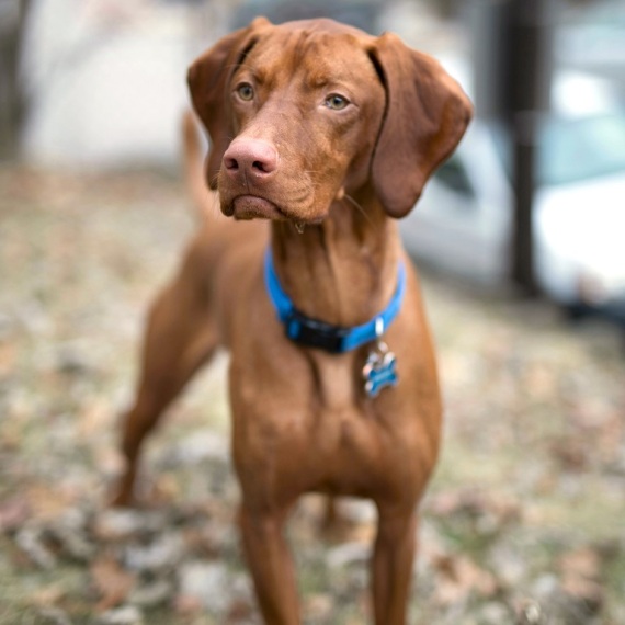 About vizsla breed - facts and overview