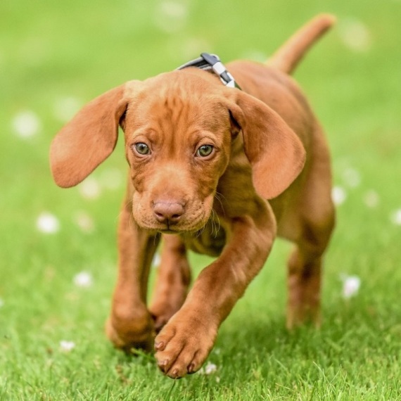 About vizsla breed - facts and overview