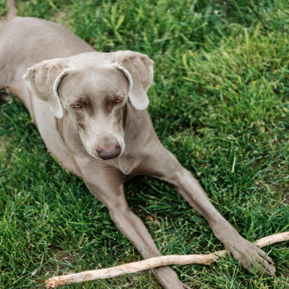 About weimaraner breed - facts and overview