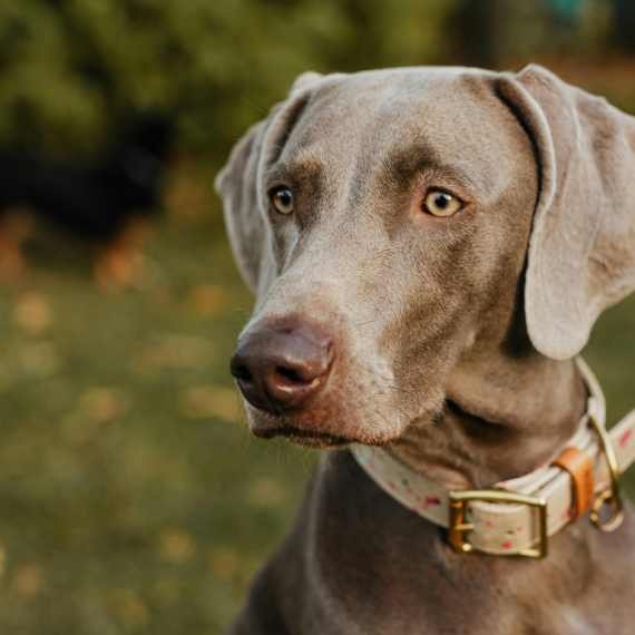 About weimaraner breed - facts and overview