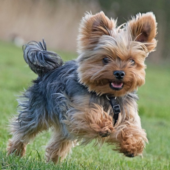 About yorkshire terrier breed - facts and overview