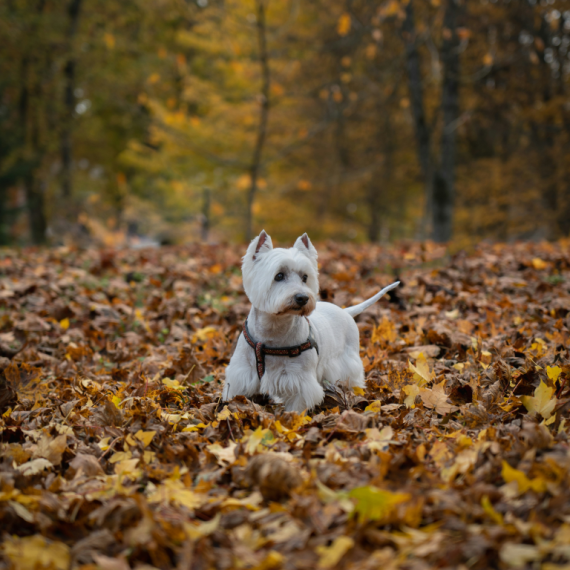 About west highland white terrier breed - facts and overview