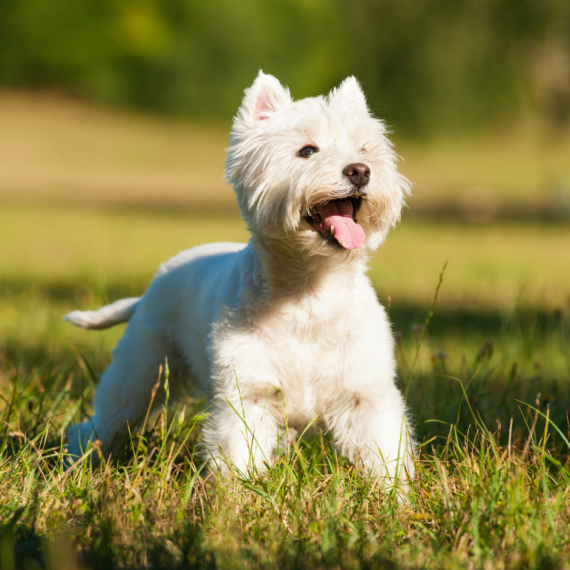 About west highland white terrier breed - facts and overview