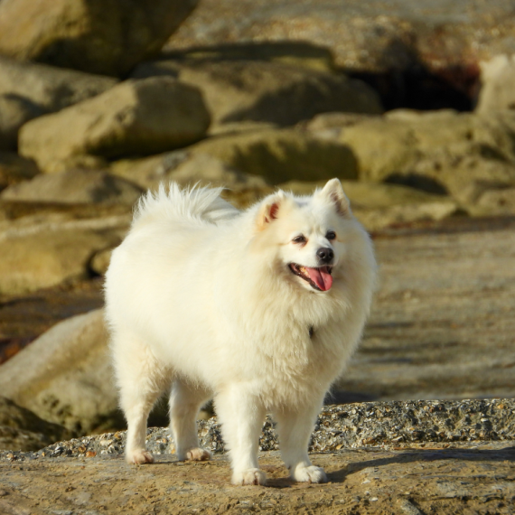 About American Eskimo Dog