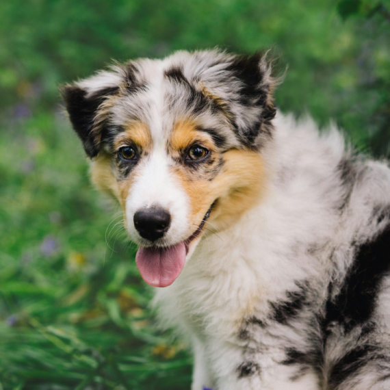 About australian shepherd breed - facts and overview