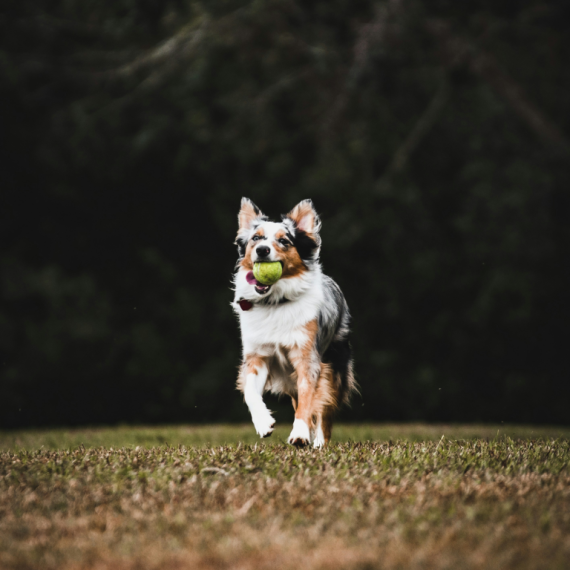 About australian shepherd breed - facts and overview