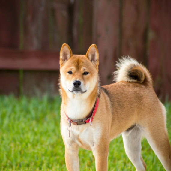 About shiba inu breed - facts and overview