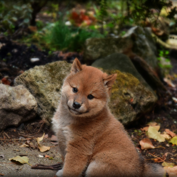 About shiba inu breed - facts and overview