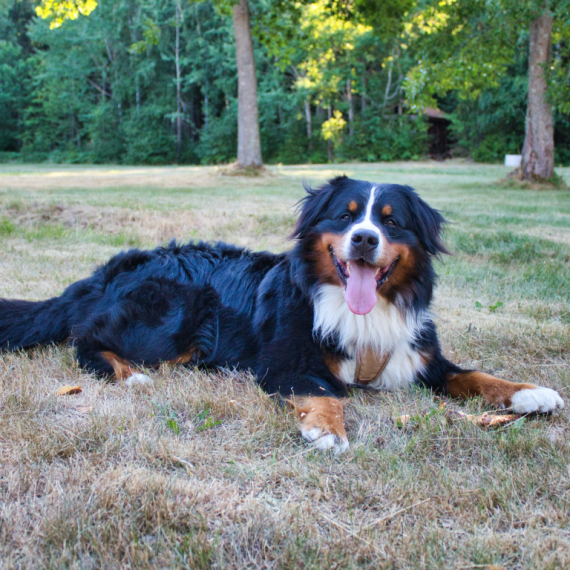 About bernese mountain dog breed - facts and overview
