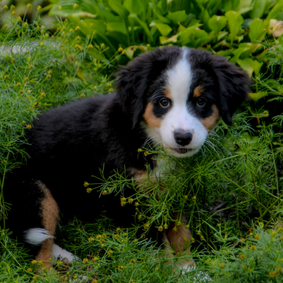 About bernese mountain dog breed - facts and overview