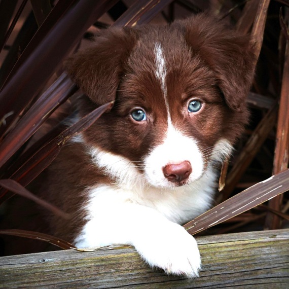About border collie breed - facts and overview