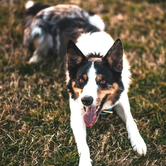 About border collie breed - facts and overview