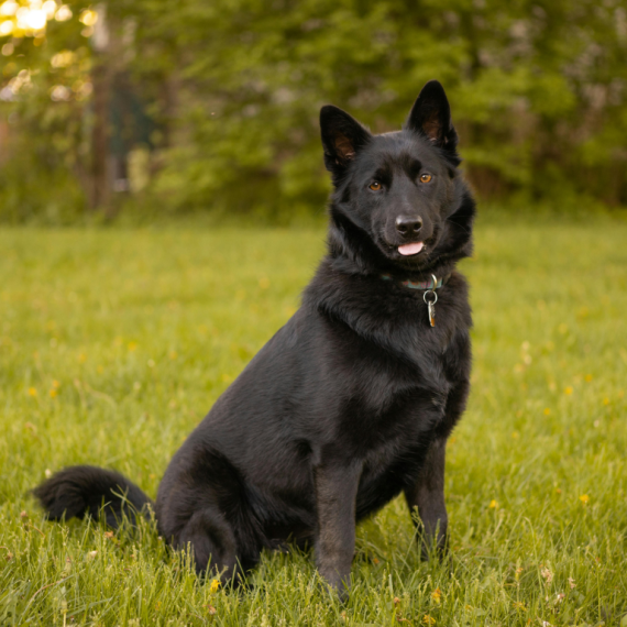 About Schipperke