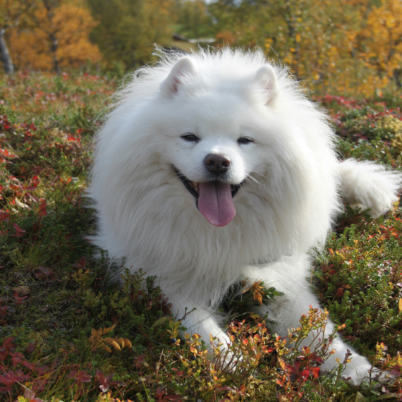About samoyed breed - facts and overview