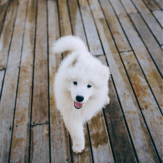 About samoyed breed - facts and overview