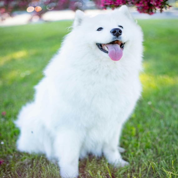 About samoyed breed - facts and overview
