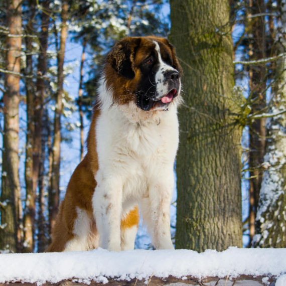 About saint bernard breed - facts and overview