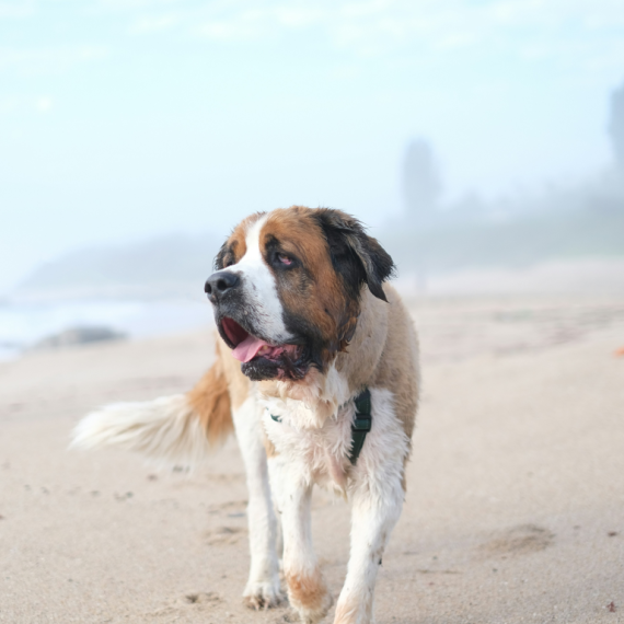 About saint bernard breed - facts and overview