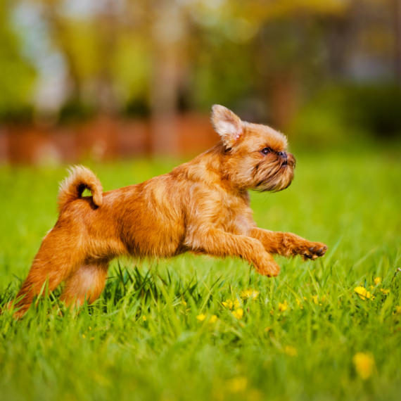 About Brussels Griffon