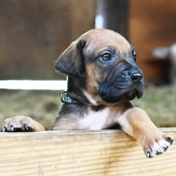 About Rhodesian Ridgeback
