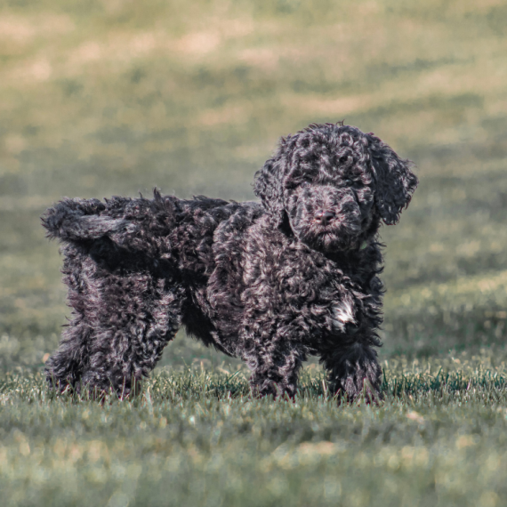 About portuguese water dog breed - facts and overview