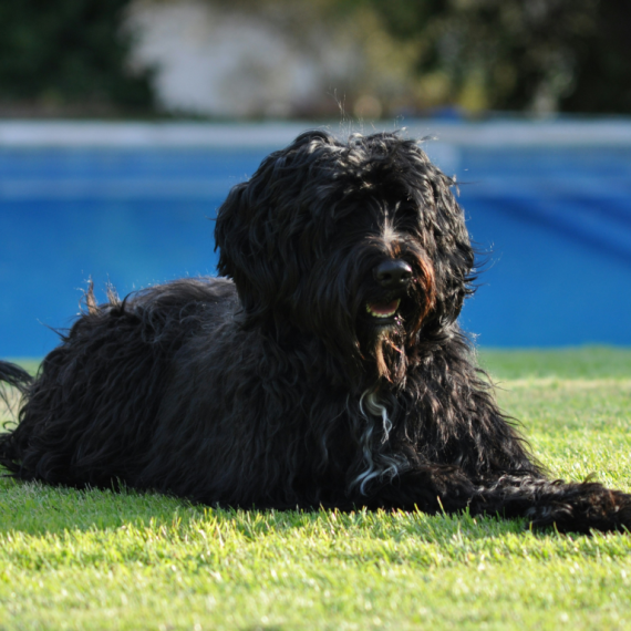 About portuguese water dog breed - facts and overview