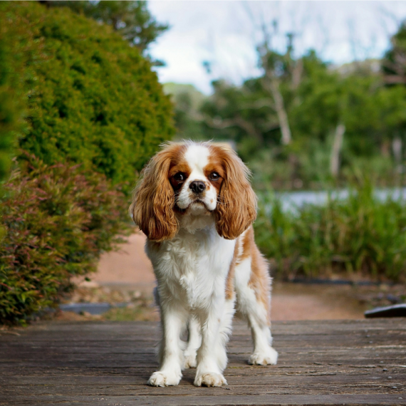 About Cavalier King Charles Spaniel
