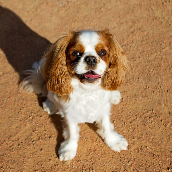 About cavalier king charles spaniel breed - facts and overview