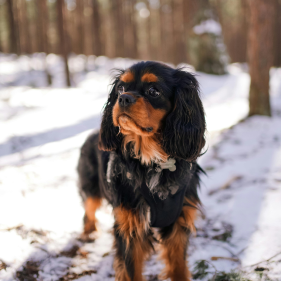 About cavalier king charles spaniel breed - facts and overview