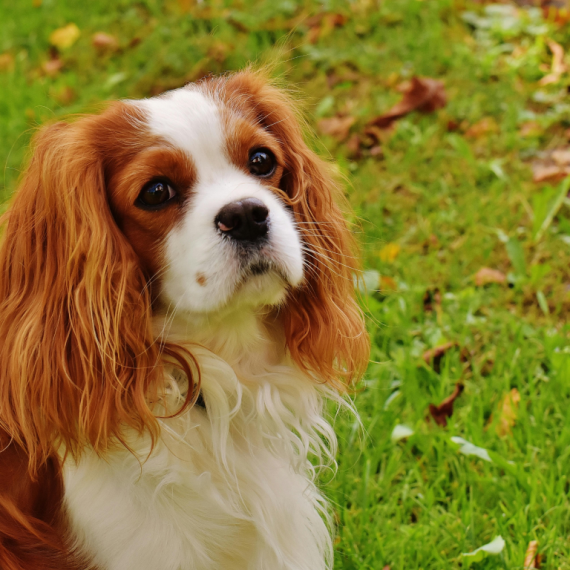 About cavalier king charles spaniel breed - facts and overview