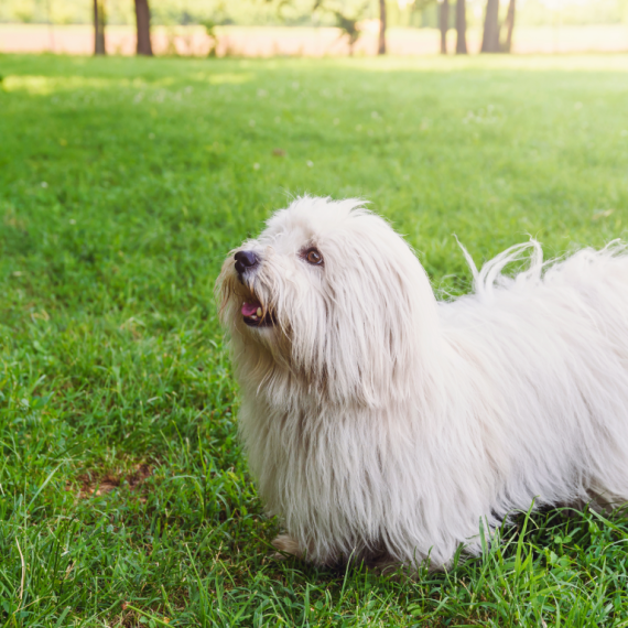 About coton de tulear breed - facts and overview