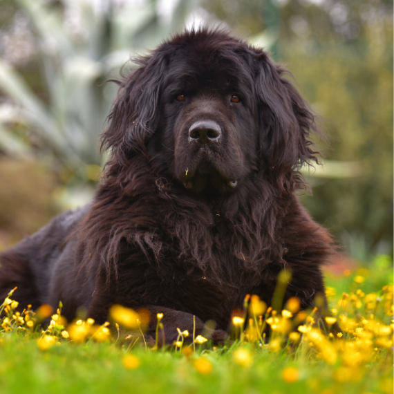 About newfoundland breed - facts and overview