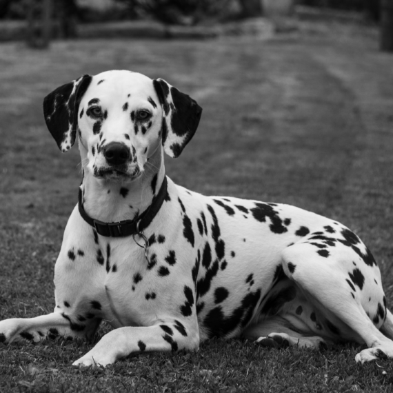 About dalmatian breed - facts and overview