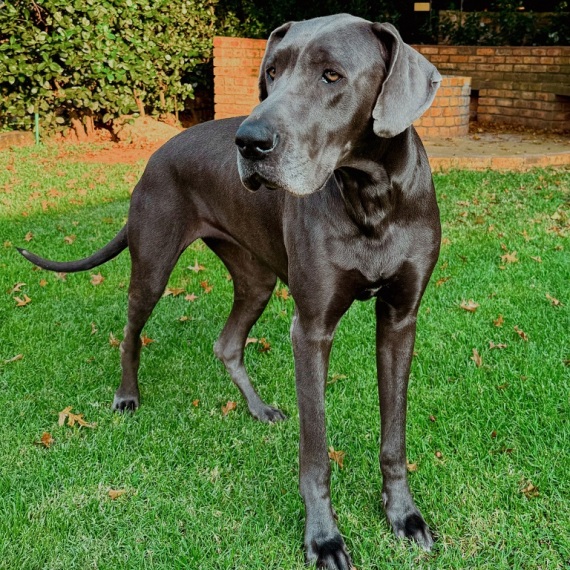 About Great Dane