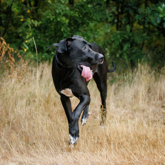 About great dane breed - facts and overview