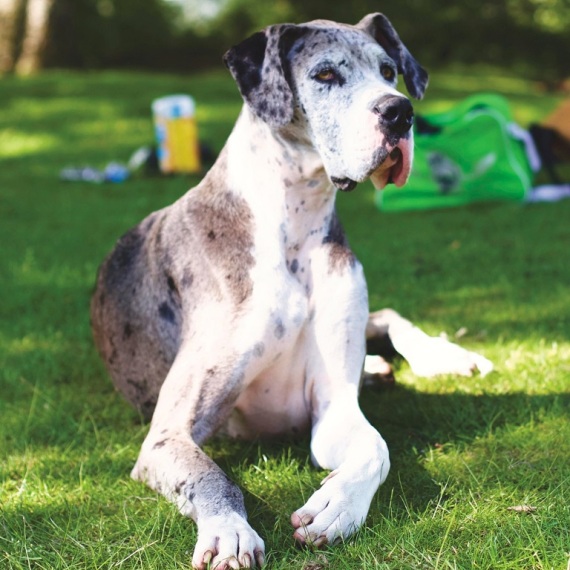 About great dane breed - facts and overview