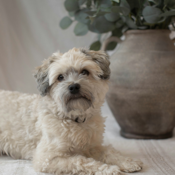 About havanese breed - facts and overview